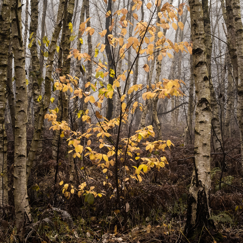 Baum mit gelben Blättern vor dichtem Birkenwald im Moor