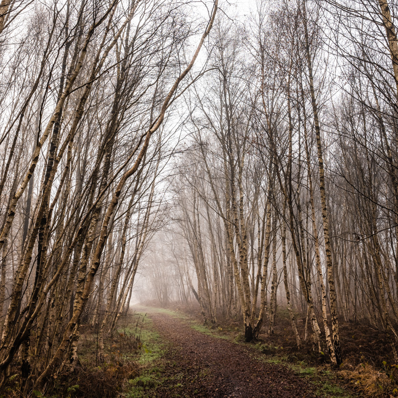 Dichter Birkenwald im Nebel im Moor.