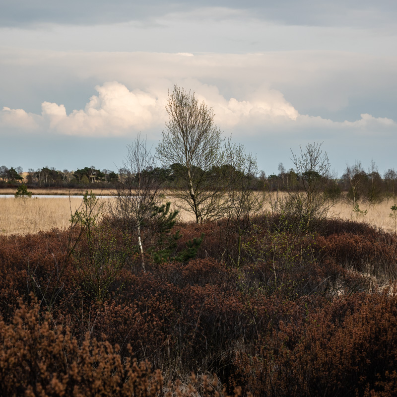 Moorlandschaft mit kleinen Birken und Büschen vor Heide im Huvenhoopsmoor in Augustendorf Gnarrenburg