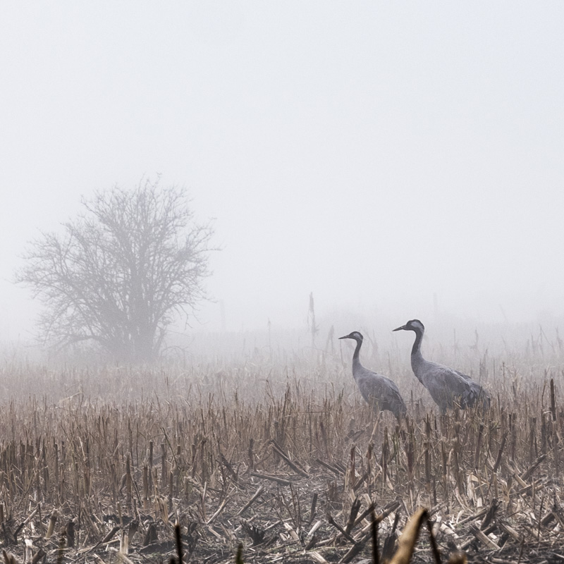 Kraniche stehen für einem Baum, auf einem Feld, im Nebel, im Moor, in Gnarrenburg