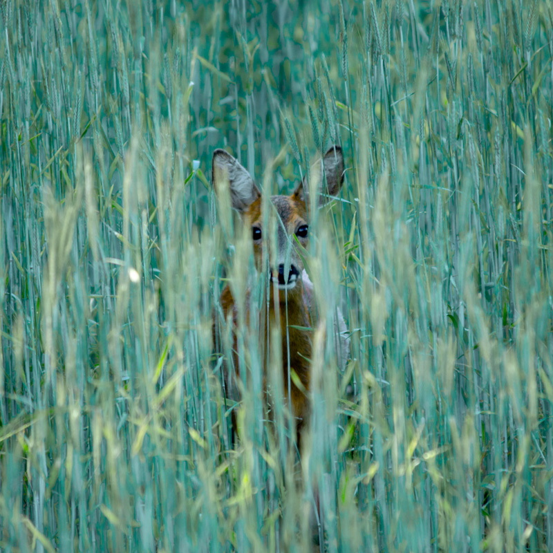 Reh in grünem Gras im Moor in Gnarrenburg