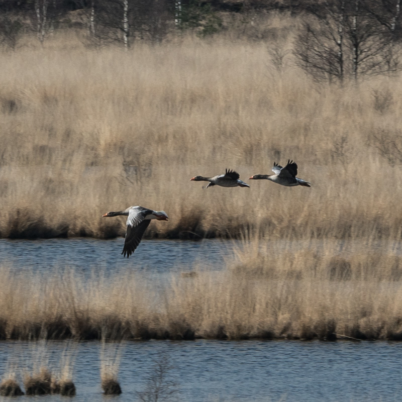 Gänse fliegen über das Wasser den Huvenhoopmoores